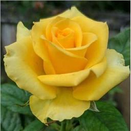 Роза Марко Поло / Rose Marco Polo