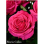Роза Мария Каллас / Rose Maria Callas
