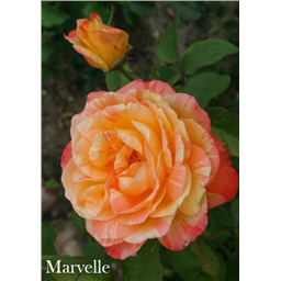 Роза Марвелл / Rose Marwelle