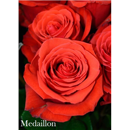 Роза Медальён / Rose Medaillon