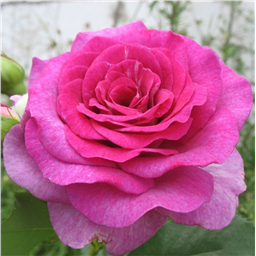 Роза Мелоди Парфюм / Rose Melodie Parfem