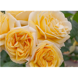 Роза Микеланджело / Rose Michelangelo