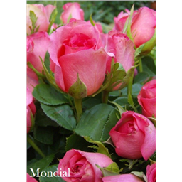 Роза Мондиаль / Rose Mondial
