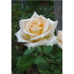 Роза Монсун / Rose Monsoon