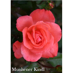 Роза Мюнхенер Киндл / Rose Munchener Kindl