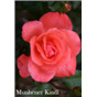 Роза Мюнхенер Киндл / Rose Munchener Kindl