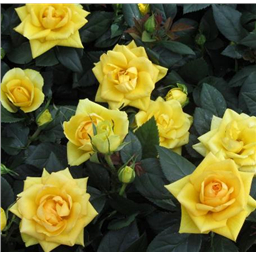 Роза Николя Улот / Rose Nicolas Hulliot