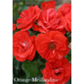 Роза Оранж Мейяндина / Rose Orange Meillandine