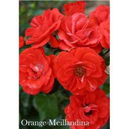 Роза Оранж Мейяндина / Rose Orange Meillandine