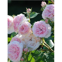 Роза Ордер / Rose Order