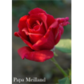 Роза Папа Мейланд / Rose Papa Meilland