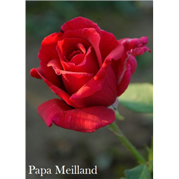 Роза Папа Мейланд / Rose Papa Meilland