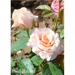 Роза Поль Рикард / Rose Paul Ricard