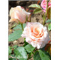 Роза Поль Рикард / Rose Paul Ricard