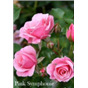 Роза Пинк Симфони / Rose Pink Simphony