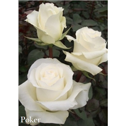 Роза Покер / Rose Poker