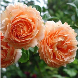 Роза Полька / Rose Polka