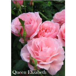 Роза Квин Эллизабет / Rose Queen Elizabeth