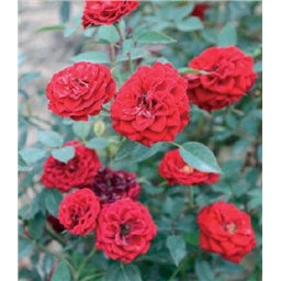 Роза Ред Фаир / Rose Red Fairy