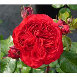 Роза Ред Леонардо да Винчи / Rose Red Leonardo da Vinci