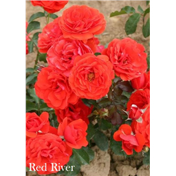 Роза Ред Ривер / Rose Red River