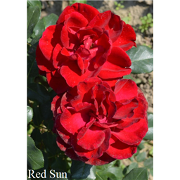 Роза Ред Сан / Rose Red Sun