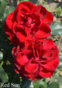 Роза Ред Сан / Rose Red Sun
