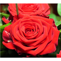 Роза Реднесс / Rose Redness