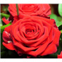Роза Реднесс / Rose Redness