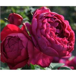 Роза Роял Балл / Rose Royal Ball