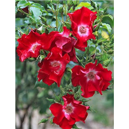 Роза Рубидо / Rose Rubedo