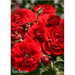 Роза Сатчмо / Rose Sachmo