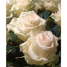 Роза Седимент / Rose Sediment