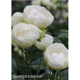 Роза Снипринцесса / Rose Sneeprinsesse