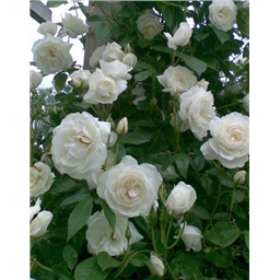 Роза Сноу Денс / Rose Snow Dance