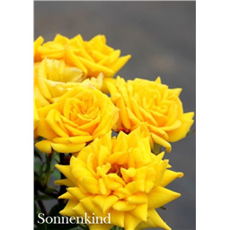 Роза Зонненкинг / Rose Sonnenkind