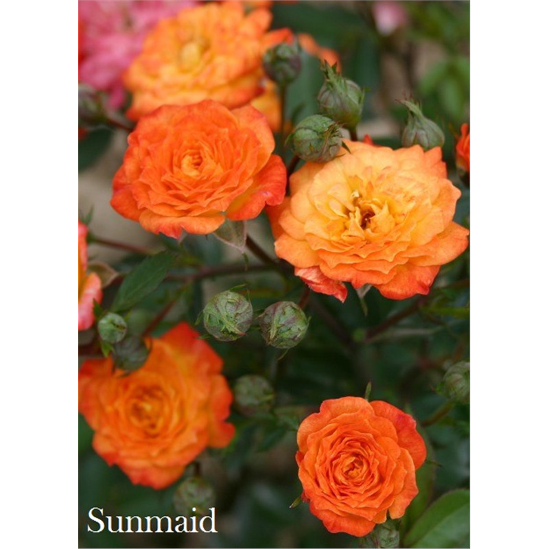 Роза Санмейд / Rose Sunmaid