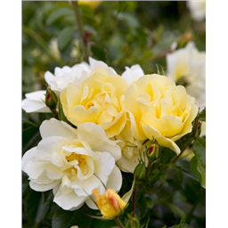 Роза Санни / Rose Sunny