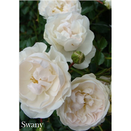 Роза Свани / Rose Swany