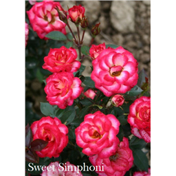 Роза Свит Симфони / Rose Sweet Simphony