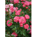 Роза Тини Вини / Rose Teeny Weeny