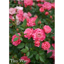 Роза Тини Вини / Rose Teeny Weeny