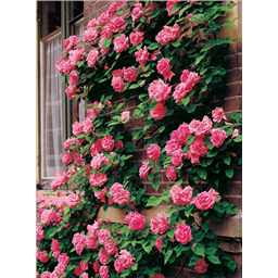 Роза Темпера / Rose Tempera