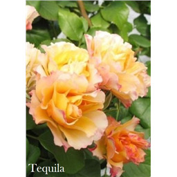 Роза Текила / Rose Tequila