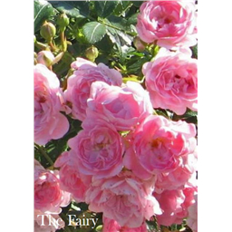 Роза Фейри / Rose The Fairy