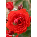 Роза Трампетер / Rose Trampeter