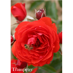 Роза Трампетер / Rose Trampeter