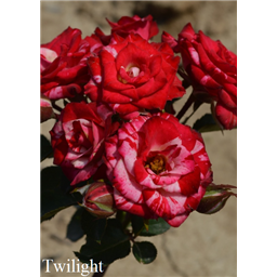 Роза Твайлайт / Rose Twilight