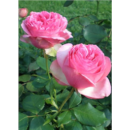 Роза Велета / Rose Veleta