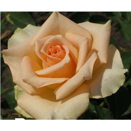 Роза Версилия / Rose Versilia